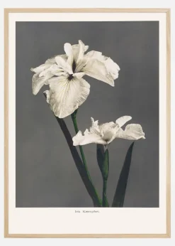 Iris Kabmpferi Plakat (21x29.7 cm (A4))