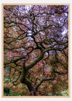 Japanese Maple Tree Plakat (21x29.7 cm (A4))