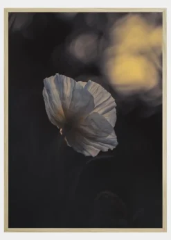 Last Ray Plakat (21x29.7 cm (A4))