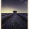 Lavender Fields Plakat (21x29.7 cm (A4))