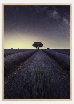 Lavender Fields Plakat (21x29.7 cm (A4))