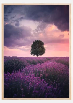 Lavender Fields Plakat (21x29.7 cm (A4))