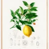 Lemon (citrus Limonium) Plakat (21x29.7 cm (A4))
