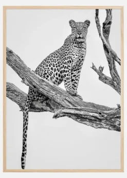 Leopard Portrait Plakat (21x29.7 cm (A4))