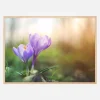Lilla Krokus Plakat (30x40 cm)