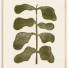 Linocut Plant Plakat (21x29.7 cm (A4))