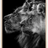 Lion and lioness portrait Plakat (21x29.7 cm (A4))
