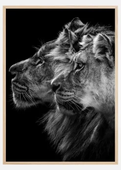 Lion and lioness portrait Plakat (21x29.7 cm (A4))
