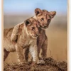 Lion Brothers For Life Plakat (21x29.7 cm (A4))
