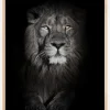 Lion in black and white Plakat (21x29.7 cm (A4))