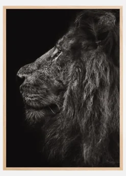 Lion In Profile Plakat (21x29.7 cm (A4))