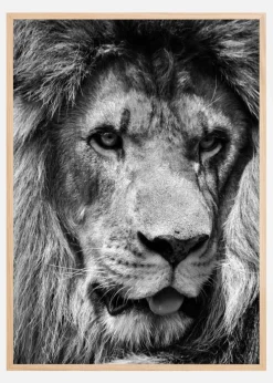 Lion King Plakat (21x29.7 cm (A4))