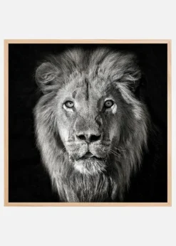 Lion Portrait- Panthera Leo Plakat (30x30 cm)