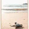 Little turtle on his way Plakat (21x29.7 cm (A4))