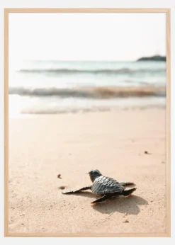 Little turtle on his way Plakat (21x29.7 cm (A4))