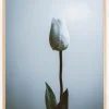 Lonely White Rose Plakat (21x29.7 cm (A4))