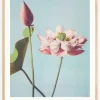 Lotus Flowers Plakat (21x29.7 cm (A4))
