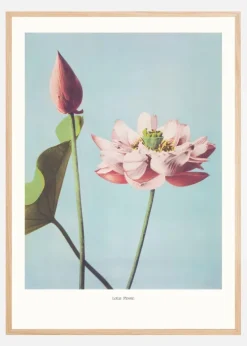 Lotus Flowers Plakat (21x29.7 cm (A4))