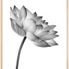 Lotus open Plakat (21x29.7 cm (A4))