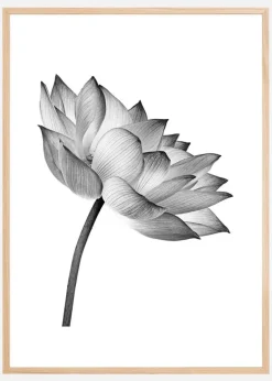 Lotus open Plakat (21x29.7 cm (A4))