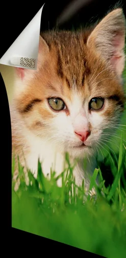 3M Command Poster Strips