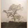 Misty Tree Plakat (21x29.7 cm (A4))