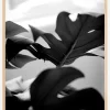 Monstera in Black and White l Plakat (21x29.7 cm (A4))