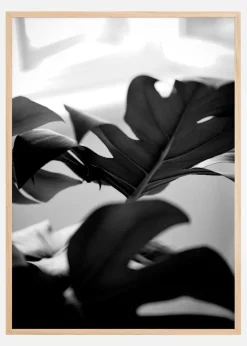 Monstera in Black and White l Plakat (21x29.7 cm (A4))