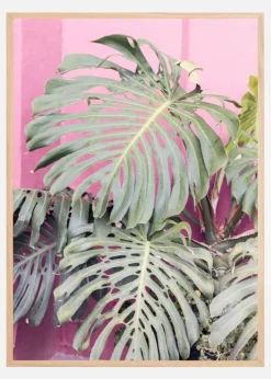 Monstera leaf La Muralla Plakat (21x29.7 cm (A4))