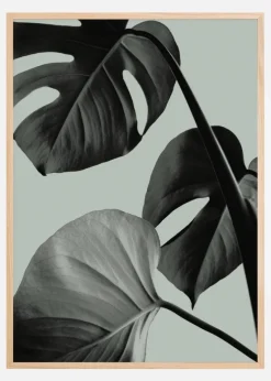 Monstera Teal I Plakat (21x29.7 cm (A4))