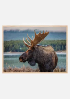 Moose Plakat (21x29.7 cm (A4))