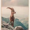 Mountain Goat Plakat (21x29.7 cm (A4))