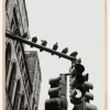 New York City Doves Plakat (21x29.7 cm (A4))