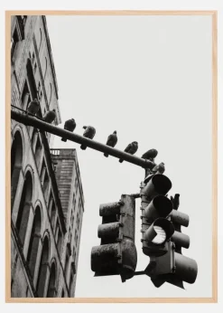 New York City Doves Plakat (21x29.7 cm (A4))