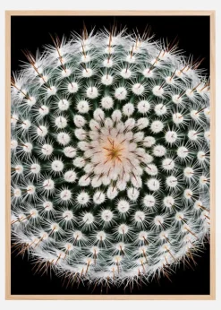 Notocactus scopa Plakat (21x29.7 cm (A4))