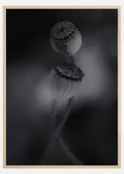 Old Poppies Plakat (21x29.7 cm (A4))