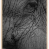 Olifant 01 Plakat (21x29.7 cm (A4))