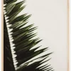 Palm Branches Plakat (21x29.7 cm (A4))