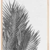 Palm Leaves Plakat (21x29.7 cm (A4))