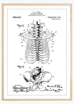 Patenttegning - Anatomisk Skelet II Plakat (21x29.7 cm (A4))