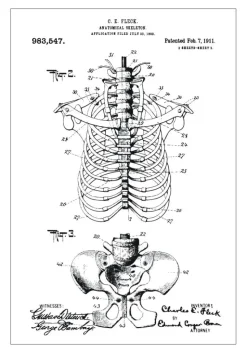 Patenttegning - Anatomisk Skelet II Plakat (21x29.7 cm (A4))