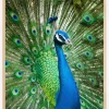 Peacock Plakat (21x29.7 cm (A4))