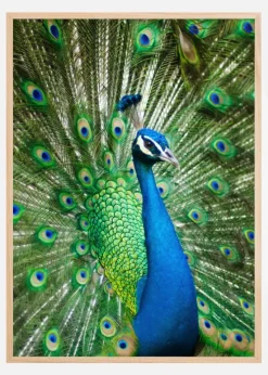 Peacock Plakat (21x29.7 cm (A4))