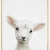 Peekaboo Baby Sheep Plakat (21x29.7 cm (A4))