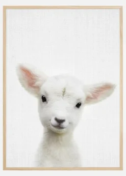 Peekaboo Baby Sheep Plakat (21x29.7 cm (A4))