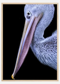 Pelican at night Plakat (21x29.7 cm (A4))