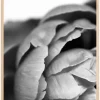 Peony B&W Plakat (21x29.7 cm (A4))