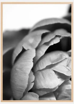 Peony B&W Plakat (21x29.7 cm (A4))