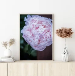 Peony I Plakat (21x29.7 cm (A4))