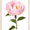 Peony Plakat (21x29.7 cm (A4))